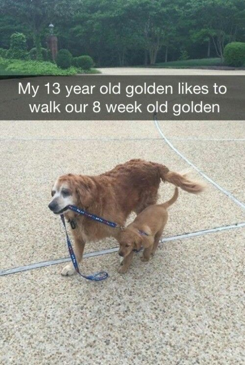 WholesomeMeme's tweet photo. https://t.co/lVjUc0iss0