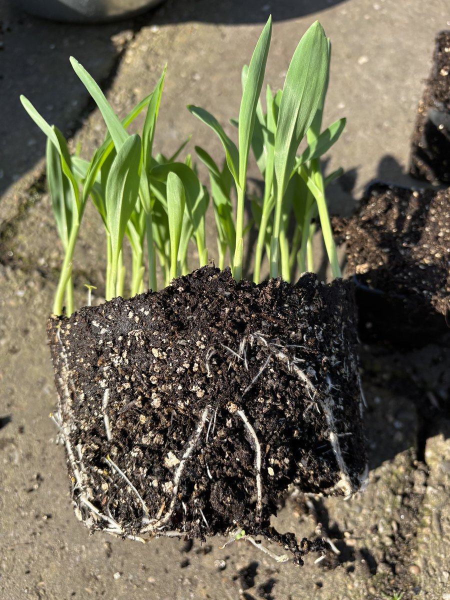 Roffahof's tweet photo. Vandaag mijn #mais “verspeend”! Zulke mooie wortels. Allemaal nu een eigen huisje. #moestuin #verspenen #growyourownfood #stadsboerin op Zuid https://t.co/E5Kt5N6a29
