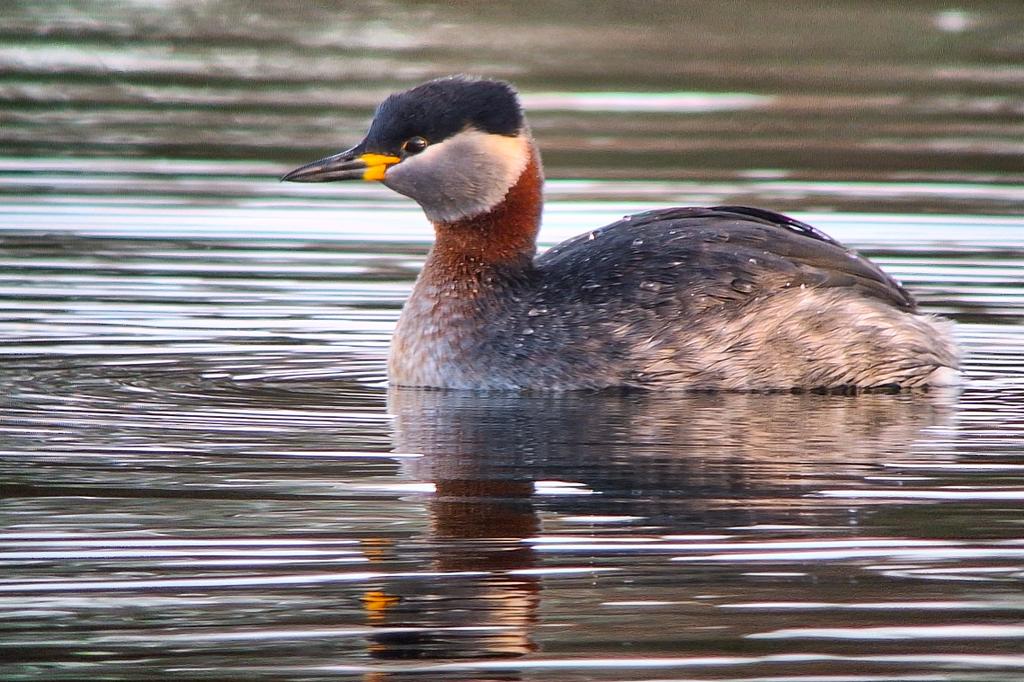 Andrew Russell (@andyrussornitho) on Twitter photo A rare five Grebe day in Clyde kicked off by the stunning Black-necked Grebe at Ardmore Point, soon followed by Slav and Great Crested Grebe.
Moving inland to Hogganfield Loch, the Red-necked Grebe showed well with a few Little Grebe present too. <a href="/Clydebirding/">Clyde Birding</a> A rare five Grebe day in Clyde kicked off by the stunning Black-necked Grebe at Ardmore Point, soon followed by Slav and Great Crested Grebe.
Moving inland to Hogganfield Loch, the Red-necked Grebe showed well with a few Little Grebe present too. <a href="/Clydebirding/">Clyde Birding</a>