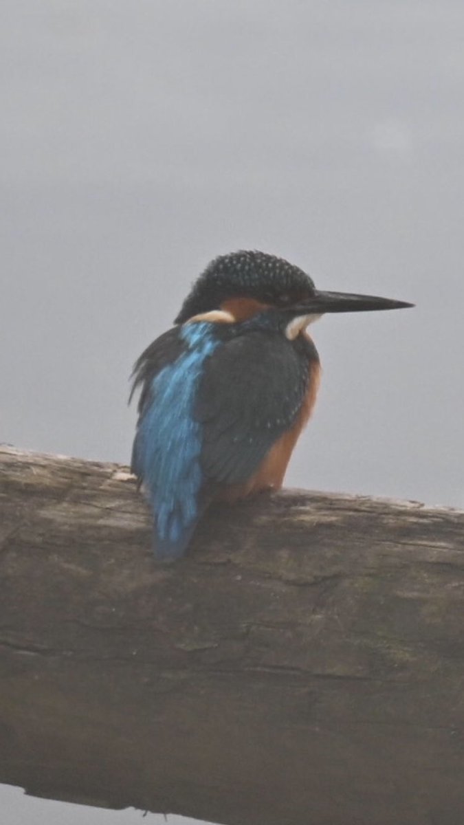 First day out with my first proper camera Nikon Z50ii &amp; managed to catch this little beaut😍
<a href="/CameraCentreUK/">Camera Centre UK</a> 
<a href="/WWTSlimbridge/">WWT Slimbridge</a>