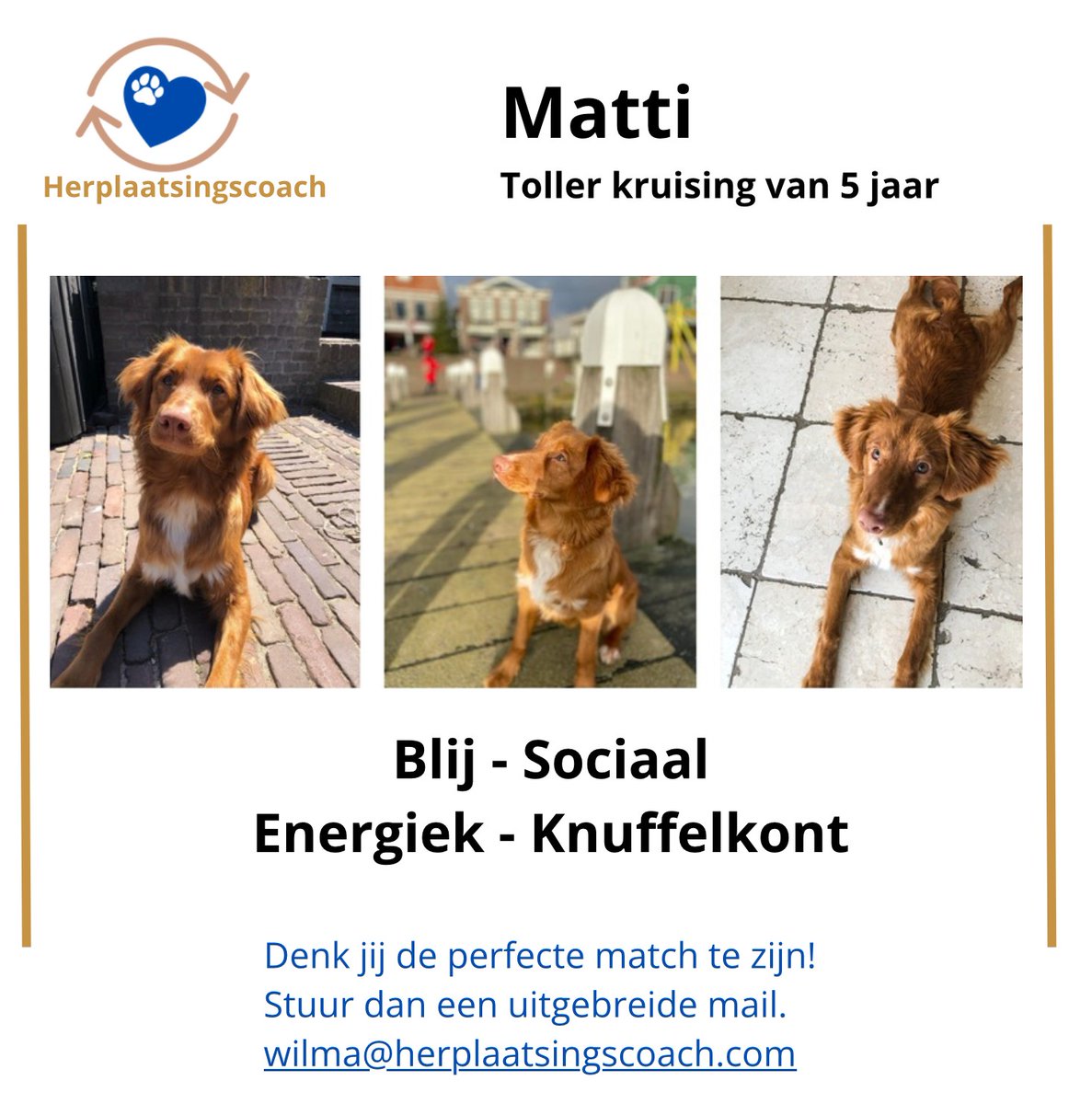 Reu Matti is zo leuk en sociaal maar heeft nog geen nieuwe fijne, leuke , gezellige eigenaar gevonden. Dat wordt wel tijd!! Willen jullie Matti een RT geven aub en wellicht vinden we dan zijn nieuwe eigenaar. Dank namens Matti 🙏💙