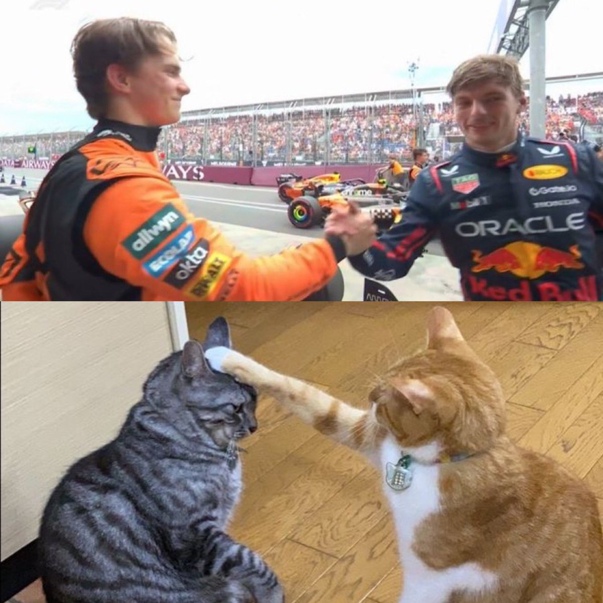 ⭒ max verstappen as cats ⭒ (@kittenstappn) on Twitter photo 