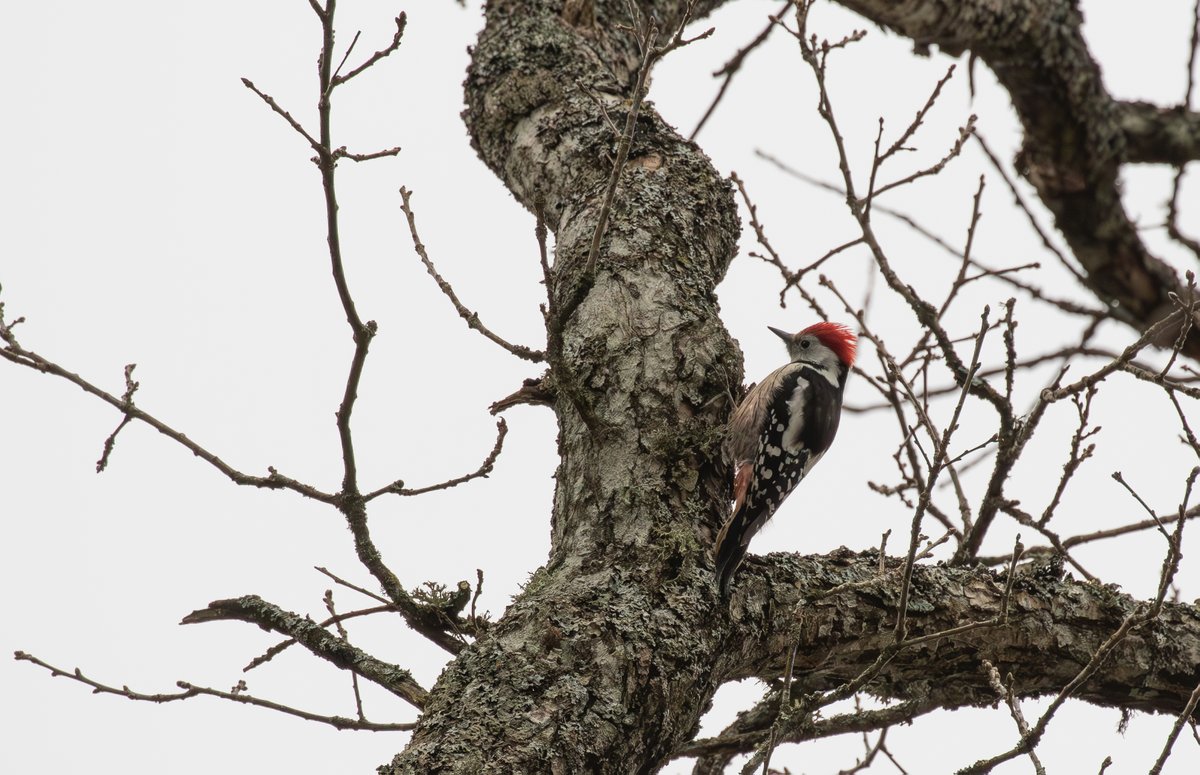 Jonathan Farooqi (@jonathanfarooqi) on Twitter photo We had great views of seven species of woodpecker on last week's <a href="/OrioleBirding/">Oriole Birding</a> Estonia tour: Eurasian Three-toed, White-backed, Middle Spotted, Lesser Spotted, Great Spotted, Black and Grey-headed. We had great views of seven species of woodpecker on last week's <a href="/OrioleBirding/">Oriole Birding</a> Estonia tour: Eurasian Three-toed, White-backed, Middle Spotted, Lesser Spotted, Great Spotted, Black and Grey-headed.