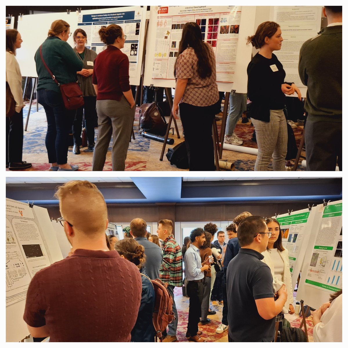 clawedfeet's tweet photo. Poster session 2 @SocDevBio #MASDB2025 https://t.co/ytnvELiBk3
