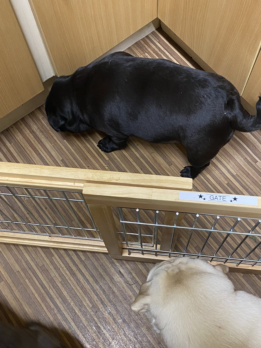 MadleeRage29's tweet image. Looky Looky Pals Me has a safe fence as me likes to take my dinner at a slower pace and savour me kibbles!
The others bombard me and try and nick me dinner so Dad said that’s it and got me a fence ❤️🐾
#GoodOldDad #PugProblems #BettyPug2025 #17TeethDown