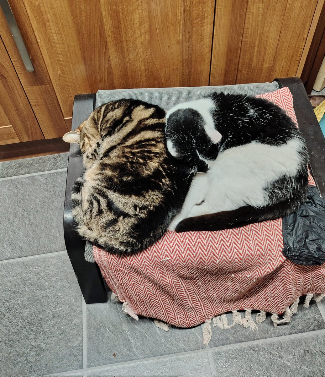 We care....... annually! #Caturday