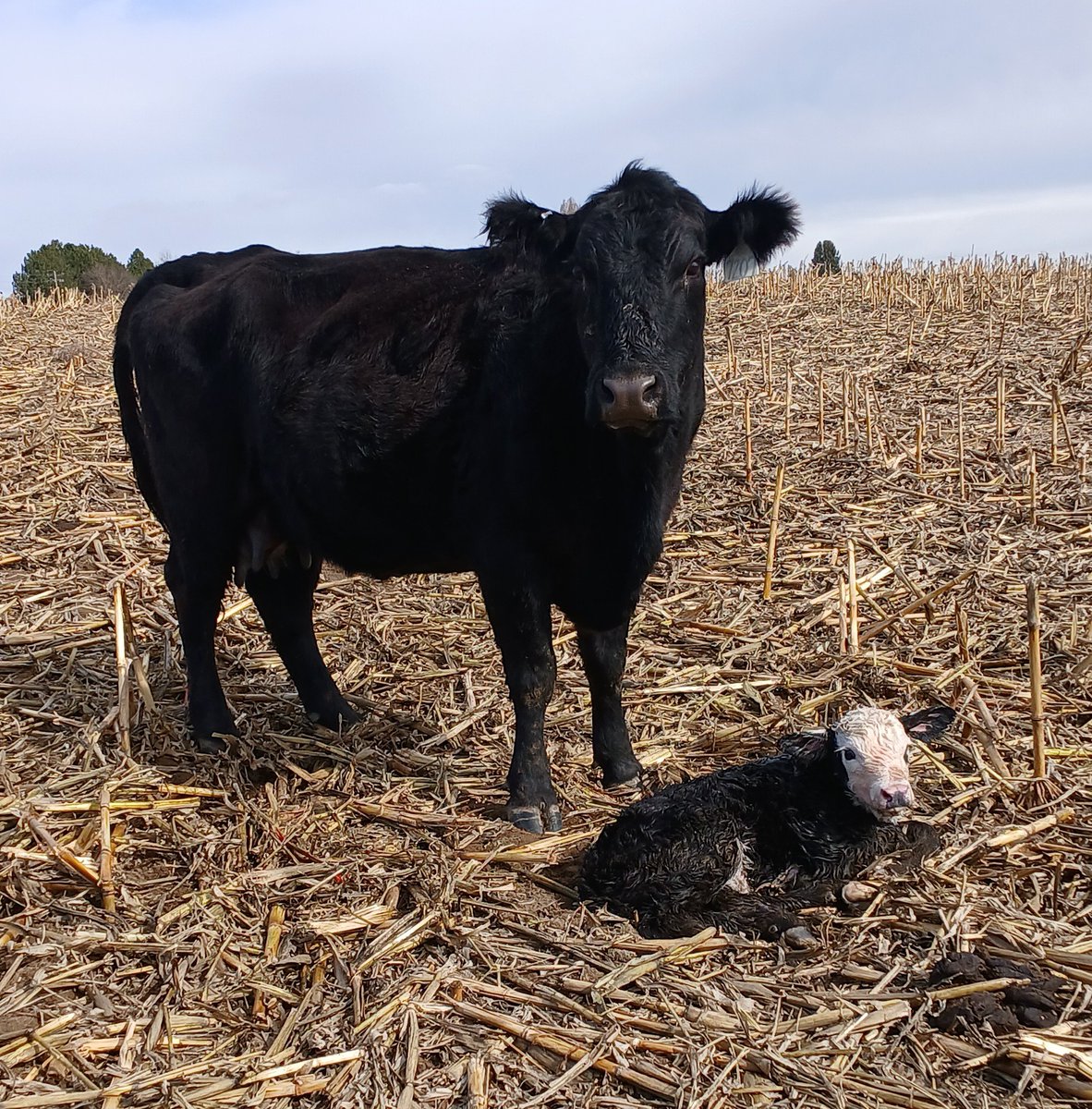 TheDailyCowman's tweet photo. The $BeefCoin factory is operating at full capacity today
some super freshness here
#SpringCalving2025 #BaldyPorn #BrocklePorn https://t.co/jZXChz2LCg