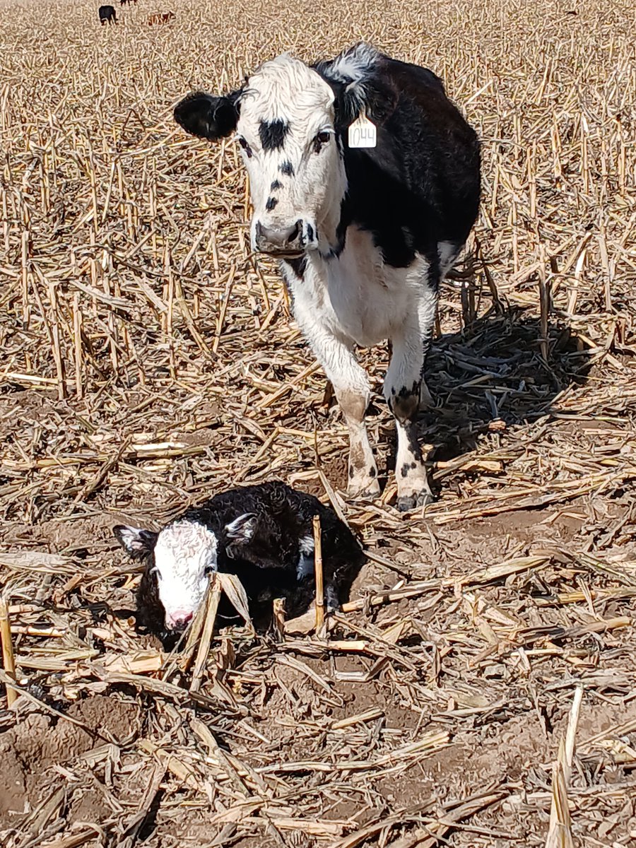 TheDailyCowman's tweet photo. The $BeefCoin factory is operating at full capacity today
some super freshness here
#SpringCalving2025 #BaldyPorn #BrocklePorn https://t.co/jZXChz2LCg