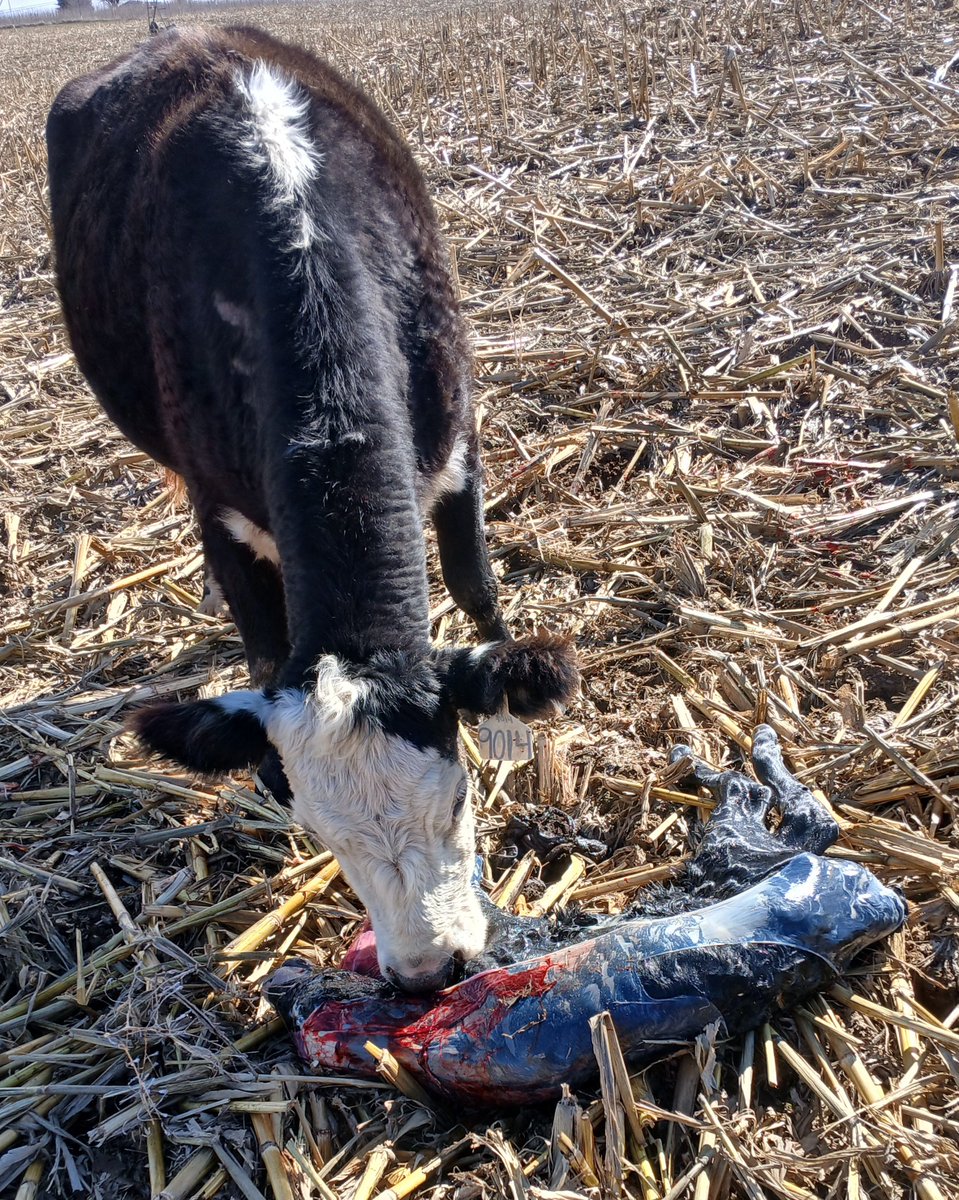TheDailyCowman's tweet photo. The $BeefCoin factory is operating at full capacity today
some super freshness here
#SpringCalving2025 #BaldyPorn #BrocklePorn https://t.co/jZXChz2LCg