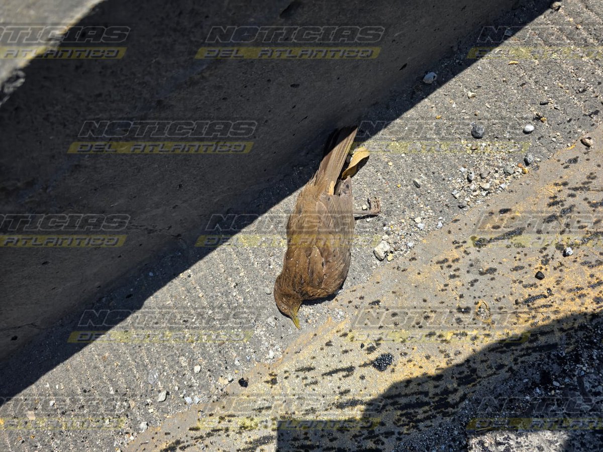 Noti_Atlantico's tweet image. 🔴#AMPLIACION | Nuevamente el transporte pesado se ve involucrado en un trágico accidente de #TransitoGT que deja como saldo 3 personas FaIIecidas en kilometro 12.2 #CarreteraalAtlantico, trailer a exceso de velocidad impacto contra un automóvil y posiblemente una motocicleta.