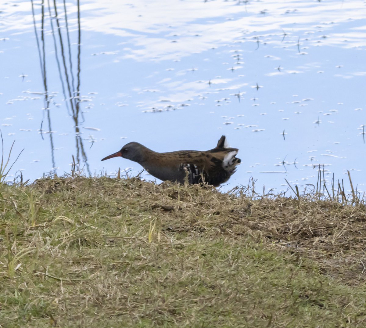Spolvilla's tweet photo. Well its been a long time but finally made it back to @ladywalk_nr for a great afternoon. Highlights GSW, 2x GWE, Little Egret, big flock of Redwing and a Water Rail by Hide A. With @OriginalQwerty. https://t.co/5rVpHppQIq