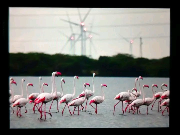 මේ දවස්වල මන්නාර්වල තල්ලඩි ගිමන්හල අසල කිට්ටුවෙන්න 🦩 ඉන්නවා. Bird lovers ලාට හොදම හොද photo ගන්න පුළුවන්. ගොඩාක් දුරට මේ මාසේ අග වෙද්දි එයාල ආපහු යන්න යාවී. 
ඇවිත් බලලා යන්න. සතුන්ට කරදර නොකර පරිසරයට හානි නොකර සුන්දරත්වය විදලා යන්න.