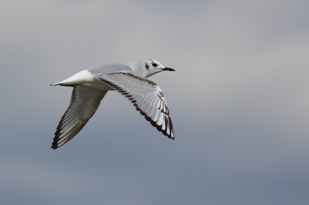 Mathew Meehan tweet media