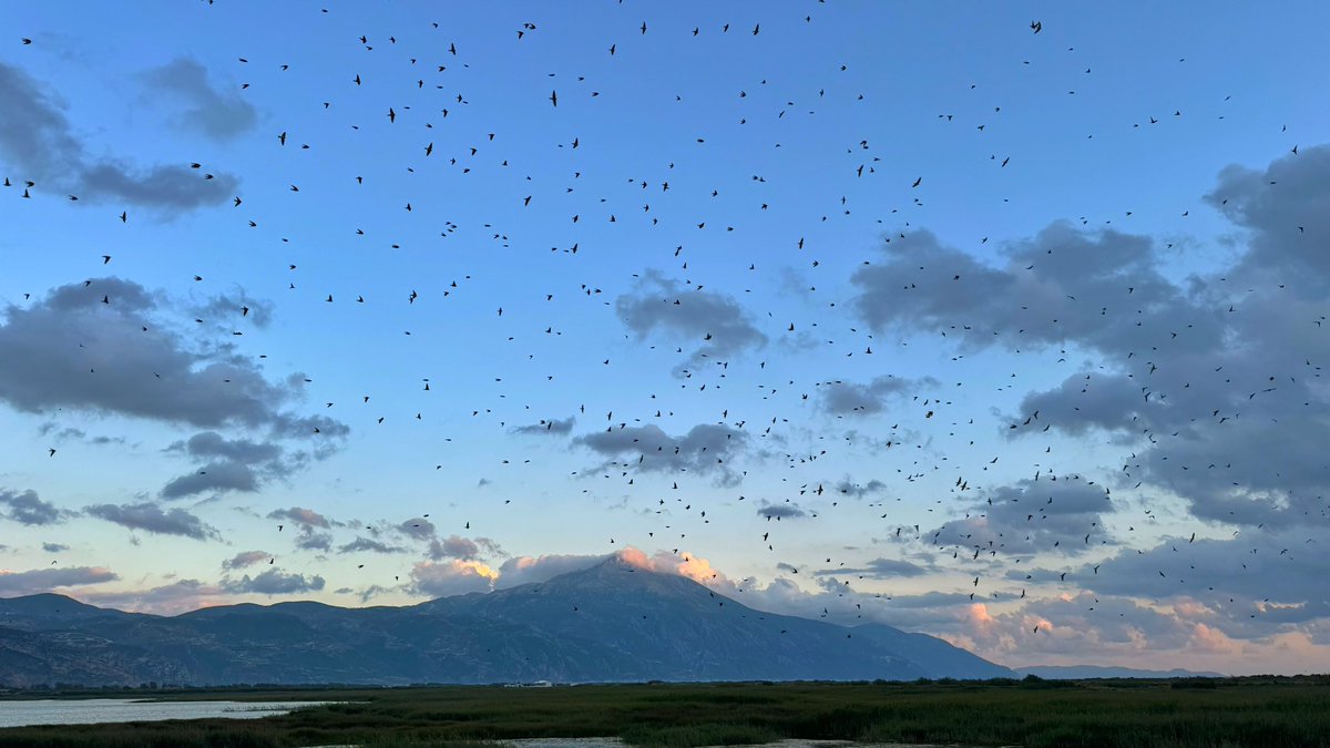 birddetectiveTR's tweet photo. Bu soru aslında basit görünen öyle derin bir soruki, alıntılayıp cevap vermek istedim. Milleyha’da tam da yok edilmesine ramak kalmışken dünyada daha önce hiç görülmemiş bir bitkinin bulunması muhtemelen bu alanı tek başına kurtaracak bir olay değil. Zaten eğer yaşamın işleyişini, yaşam alanlarının değerini bilen insanlarımız yoğunlukta olsaydı koca bir gölün kurtarılması için belimizi bir çiçeğe bağlamazdık. Çünkü zaten alanda yüzlerce farklı türden canlı yaşamakta. Her biri ayrı bir değer. Dünyanın en uzun, dümdüz kumsallarından biri burada. 2000 Yeşil Denizkaplumbağası yumurtasını Milleyha Kumullarına bırakıyor. Birçok soyu tükenmekte olan dahil, 312 kuş türünün alana uğradığı tespit edilmiş durumda. Leylekler dahil, yüz binlerce kuş buraya uğruyor. Yolda giderken benzin istasyonuna uğramak gibi. Yakıt alıp, ihtiyaç molası veriyorlar. 300’den fazla bitki türü, 31 farklı kelebek türü de bu alanda. Kum zambakları eşsiz görüntüler oluşturuyor. Şimdi sorayım size, burası başka bir ülkede olsa nasıl olurdu? Cevabı sizden beklemeden vereyim. Çoktan MUHTEŞEM bir şekilde korunuyor olurdu. Bütün sorunları çözülmüş, ziyaretçi merkezleri çocukları ağırlayan, binbir türlü çeşitlilikte yerli ve yabancıların görmek isteyeceği harika bir yer olurdu. Dünyanın etrafını çok döndüm. Peru’sundan tutun, Güney Afrika’sına, Hindistan’ından herhangi bir Avrupa ülkesinde Milleyha gibi bir yer çoktan korunuyor olurdu. O haliyle yeni bir bitki türü dünya için bulunsa da bütün her yerde yankılanırdı… 

Buradaki olay bir bitkinin bir alanı kurtarması değil, bu olayın muazzam bir anda olması. Çiçeği ilk gören Samim Abi bana anlattı ilk anı… Depremzede kendisi de. Alana gittiğinde önce biraz gezinmiş, sonra durup kuşlara bakmaya başlamış. Dalmış gitmiş… Sonra gözlerini diktiği yerde birden daha önce hiç görmedi��i bir bitkinin durduğunu fark etmiş. Şaşkınlıkla dalgınlıktan sıyrılıp yanına gidip bakmış. Botanist bir biyolog kendisi. Daha önce ne gördüğü ne de bildiği bir bitki değilmiş. (Benzerleri var tabi) Sonra uzun bir süreçle başka uzmanlarla konuşup, incelemelerini yapıp bunun dünyada daha önce hiç kaydedilmemiş bir bitki türü olduğunu anlamışlar. HİKAYENİN MUAZZAMLIĞINA BAKAR MISINIZ? Bu beni bir savaşçı olarak çok etkiliyor çünkü yüzüklerin efendisinde tam umutlar tükenirken de beşinci günün şafağında Gandalf gelmişti. Bizim umudumuz hiçbir zaman tükenmedi ve tükenecek gibi de değil, çünkü hayat her şeye rağmen devam ediyor ama tam da Milleyha’nın cellatları boynunu vurmaya hazırlanırken, zaten kolu bacağı koparılmışken bu çiçeğin ortaya çıkışı, üstelik hep gözümüzün önünde olan bir yerde ortaya çıkışı umudumu yeşertiyor. İçime su serpiyor ve doğru yolda olduğumuza dair bir göz kırpıyor. Alın size bir Yaren Leylek hikayesi daha… O yüzden bu çiçek belki bulunduktan kısa bir süre sonra gözü paradan ve ranttan başka bir şey görmeyenler tarafından, öteki yukarıdaki bahsettiğim birçok canlı ile birlikte ortadan kaldırılacak. İşte o zaman da biz neyi sildiklerini çok iyi bilip, acımızı bağrımıza basacağız. Tıpkı Amik Gölü kurutulduğu için soyu tükenen Yılanboyun gibi, tıpkı göç yolları ve ürediği alanlar tahrip edildiği için benim hayat dilimimde ortadan kalkan İnce gagalı Kervançulluğu gibi… Bir çiçek koca bir alanı kurtarır mı? Kurtarır. Yeterince insan bu olayı duyar, anlar ve içine dahil olursa kurtarır. Şu an bizim yaptığımız şey de o. Bu çiçeğin ve içinden çıktığı alanın bilinirliğini artırmak, çiçeğin taç yapraklarından koca bir zırh örmek…

O yüzden ben ne olacağını bilmiyorum, sadece doğru bildiğim şeyi yapıyorum ve bunu inanarak yapıyorum. Çünkü yaşadığım şeyler ve bu canlıları inanılır şeyler. Yaşadıklarıma ve olay örgüsüne şaşırmıyorum. Umarım bu çiçekle birlikte bu muazzam bir alan bu çok zor ülke şartlarında korunur ve biz de bu yazıyı okuduğumuzda “sadece küçük bir rüyaydı, geldi geçti” diye hatırlarız.