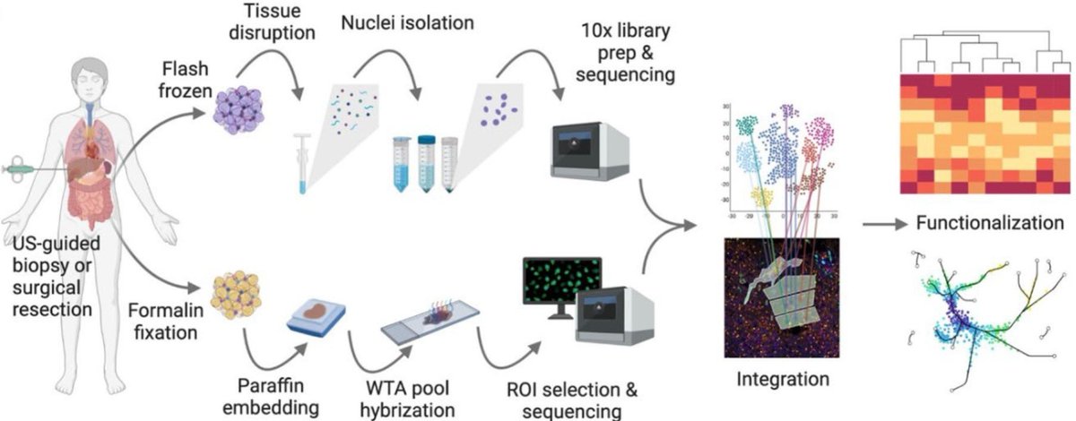Yury Popov //yurypopov.bsky.social (@yurypopovsays) on Twitter photo Check out the human liver impacted by severe Covid-19 at incredible resolution and depth via integration snucRNA-seq and spatial transcriptomics data, just out at <a href="/GenomeBiology/">Genome Biology</a>
👉🏻rdcu.be/edC7q
Thread🧵 1/4 Check out the human liver impacted by severe Covid-19 at incredible resolution and depth via integration snucRNA-seq and spatial transcriptomics data, just out at <a href="/GenomeBiology/">Genome Biology</a>
👉🏻rdcu.be/edC7q
Thread🧵 1/4