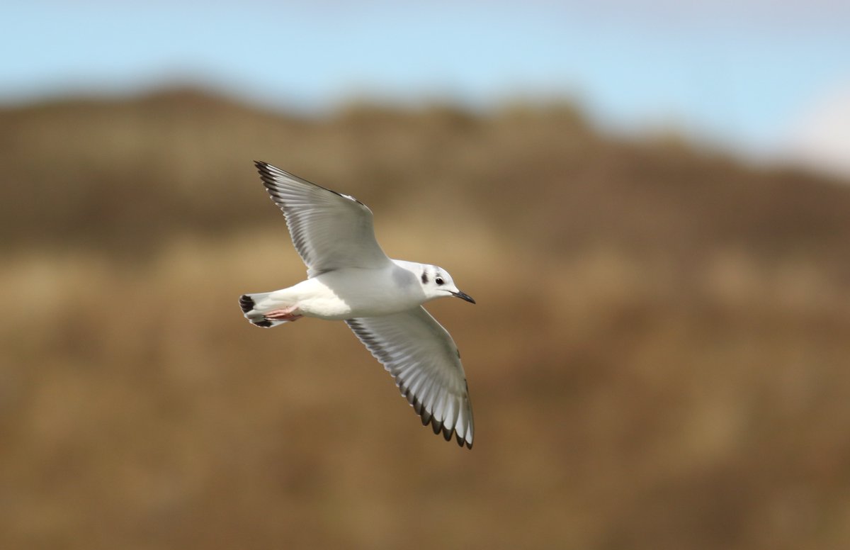 Mathew Meehan tweet media