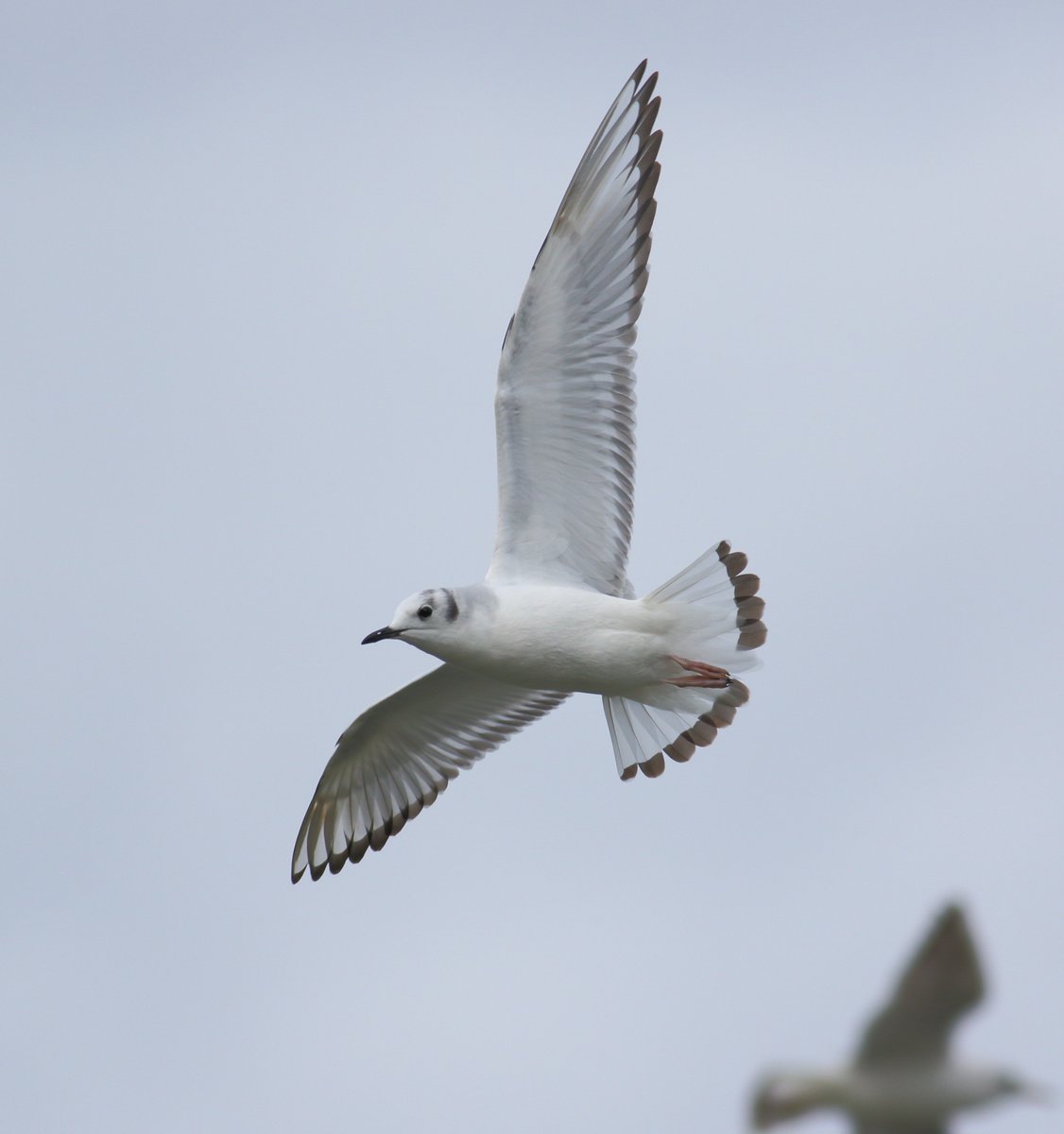 Mathew Meehan tweet media