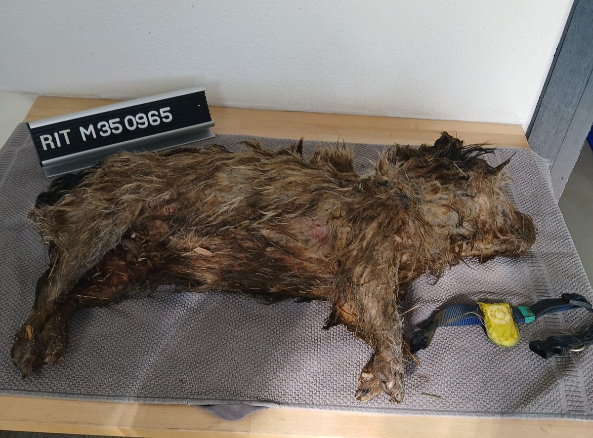 Deze lieverd is op 6 maart gevonden. (Overleden) 
Locatie aantreffen: Kanaaldijk-West, Schalkhaar. 
Gechipt maar niet geregistreerd.
Opvallend gele tag. 
Staat op Amivedi 
Tot op heden heeft nog niemand zich gemeld. 
Wie herkent dit hondje? 
#Deventer #Schalkhaar