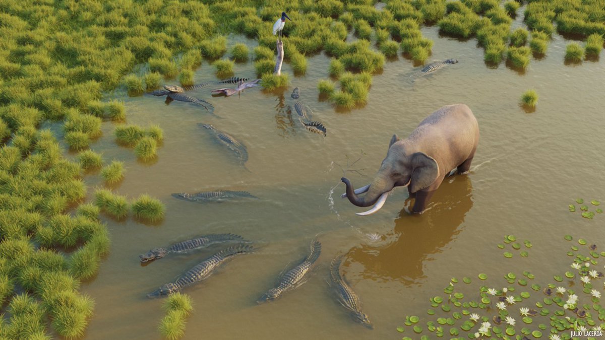 Interesantísimo. Hasta hace unos 10.000-12.000 años, en Venezuela habitaron gonfotéridos: primos extintos de los elefantes de Asia y África que poblaron casi todo el territorio venezolano, tales como el Cuvieranius y el más grande Notiamastodon que tenía colmillos enormes.