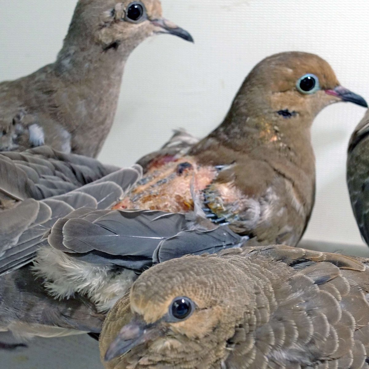 Every spring, bird parents make nests, occupy holes, or just plop their eggs right on the ground. Sadly, sometimes babies wind up in our care. Come to our Wildlife Baby Shower on May 3rd, 2025, from 10 am to 2 pm for a chance to see some baby animals!