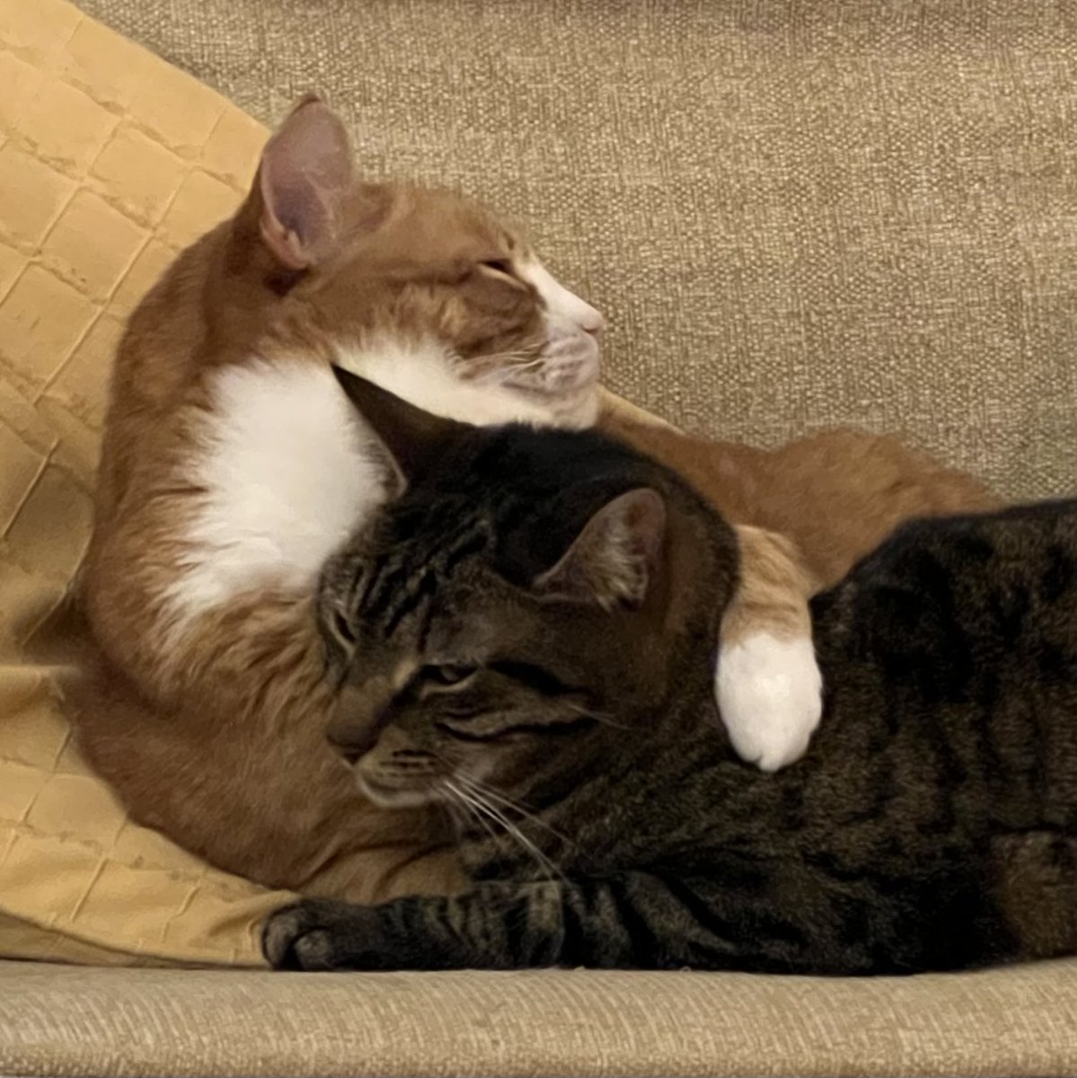 🕷️🌈🏳️⚧️MadCatLadyJules (@podweed) on Twitter photo When you’re snuggling with bae and the human is taking photos.
#AngryDora
#SnugglySanti 😽 When you’re snuggling with bae and the human is taking photos.
#AngryDora
#SnugglySanti 😽