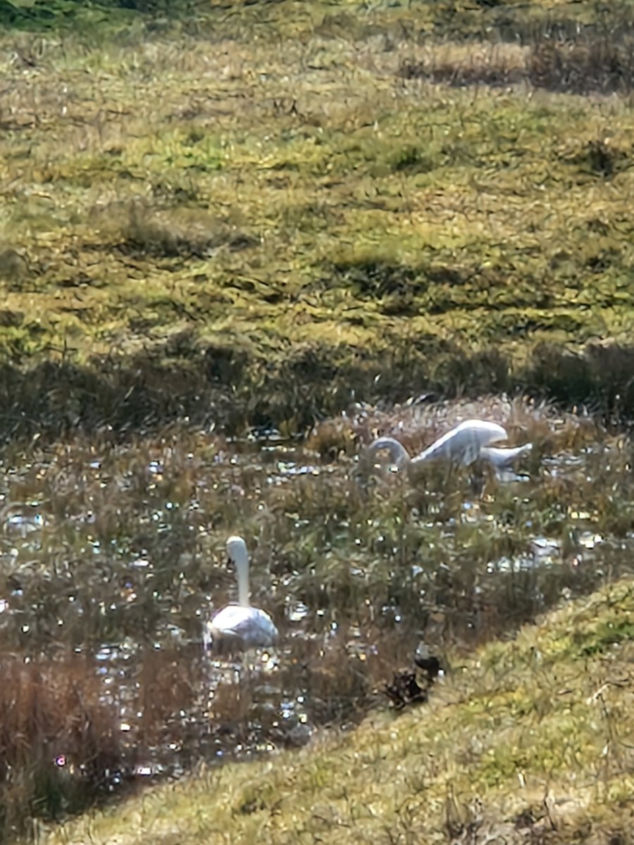 Poerlitzer03's tweet photo. Heute bei kühlen windigen #Wetter #Spaziergang im #Naturschutzgebiet #Klosterweisen und #Hölle in #Rockenberg #Wetterau #Hessen Rastende #Graugänse,#Nilgänse, #Schwäne und die langsam erwachende #Natur künden vom nahen #Frühling #Butzbach 
https://t.co/90S4JQcjiG https://t.co/mTdNr1AFUT