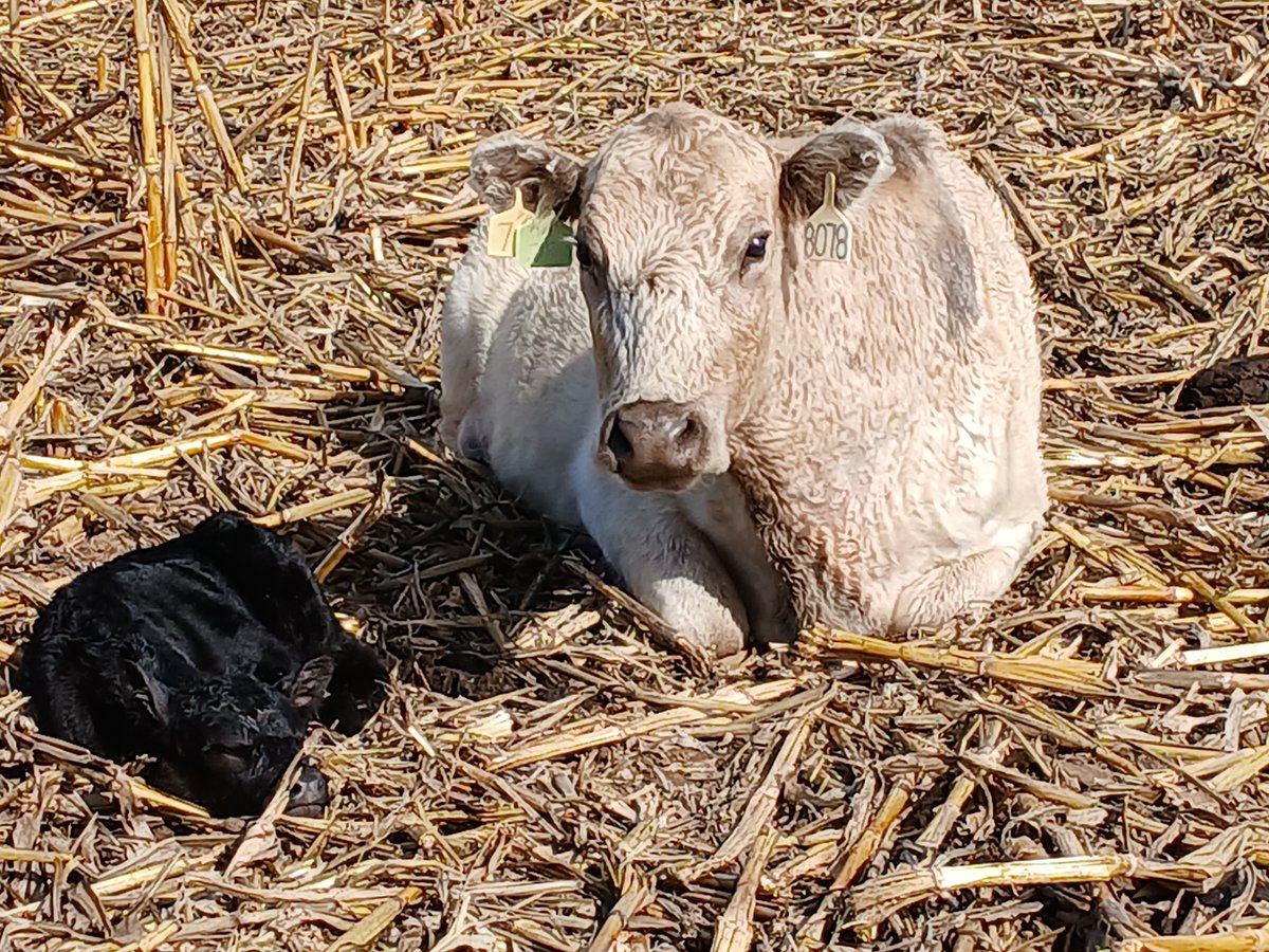 TheDailyCowman's tweet photo. *cough cough*
#snowbunny
#SpringCalving2025 https://t.co/unUnumgFD6