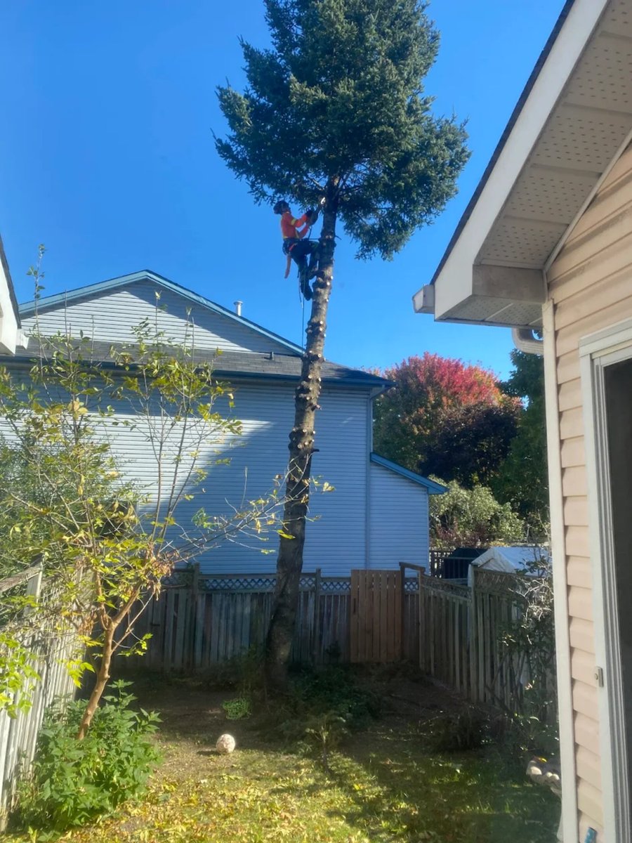 TreeSvcWindsor's tweet image. 🌳 Spring season is here, Windsor! Is your property ready? Our certified arborists can help your trees thrive with professional pruning and care. #WindsorTrees #SpringTreeCare
👉 Book your appointment: (226)946-1498 | treeserviceswindsor.com
