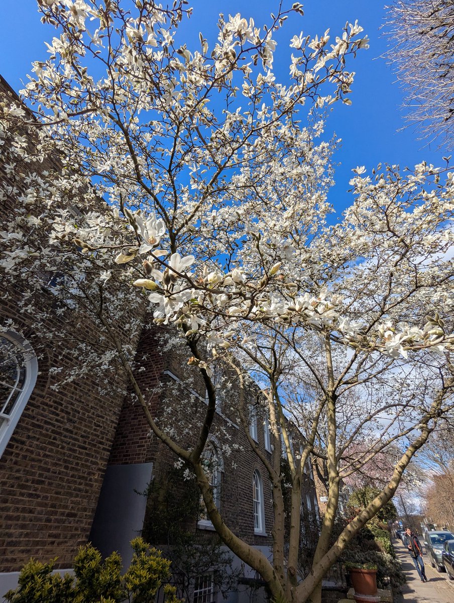 RieSuzukiUK's tweet photo. Slowly and gently the magnolia is awakening. Magnolia trees need lots of direct sun in order to open buds. Either rain or shine, I'll be out for the #MagnoliaWatch. They're very sensitive to the weather conditions. When flowers are in full bloom, they r already starting to fall. https://t.co/PuTfBao2yA