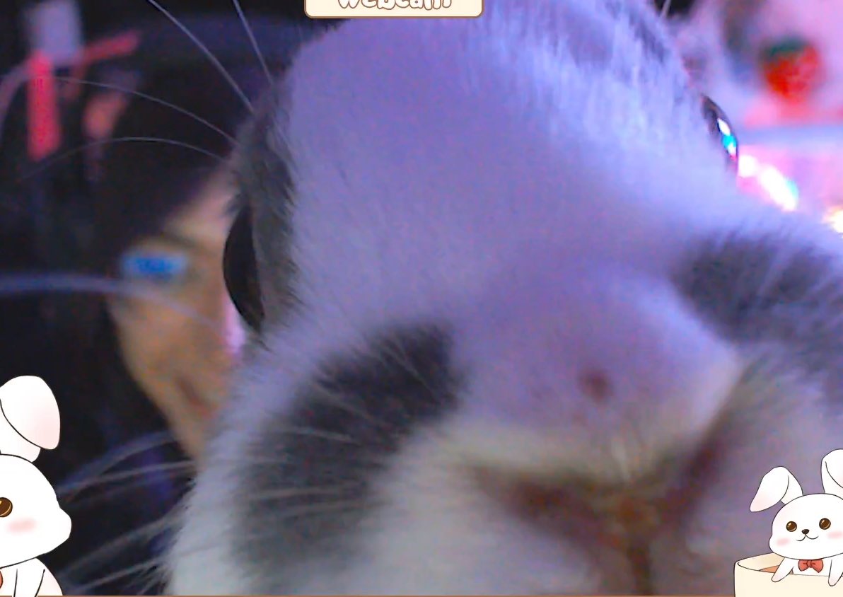 CaffeinatedBun tweet media