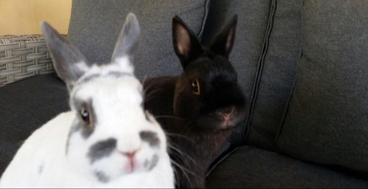 CaffeinatedBun tweet media