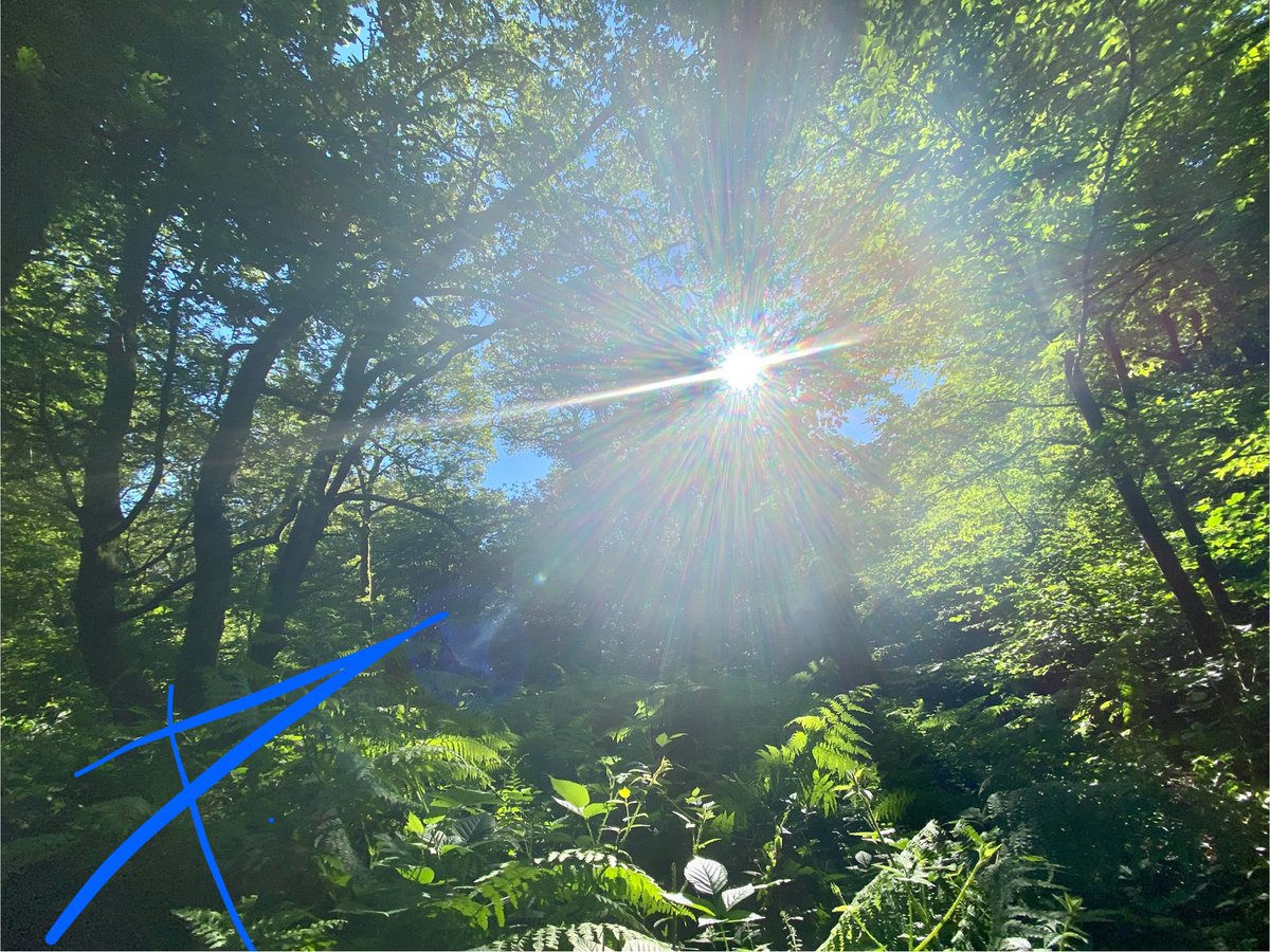 When one no longer
#chimes with oneself,
And the lover has departed,
Seek solace amongst leaves, sunlight, loam,
For there in your solitude,
You shall be comforted.
#vss365 
(📸 by me)