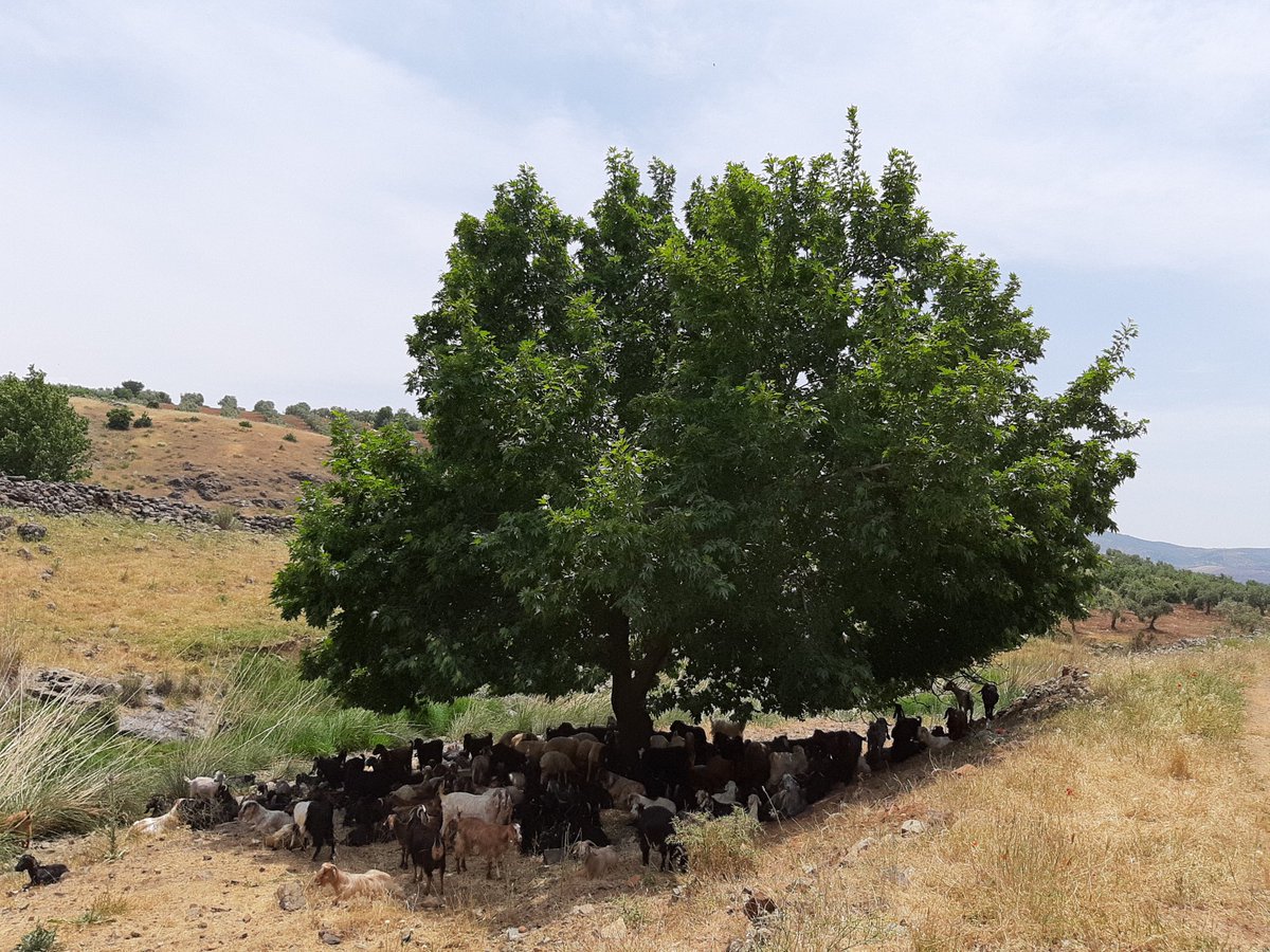 Kalan son ağacın kıymetini bilmek için “DAVAR” olmaya gerek yok!...