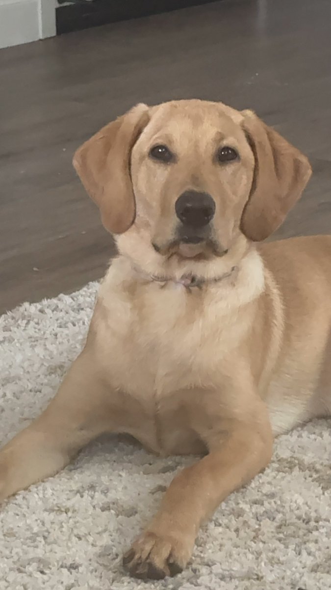Meet Sadie our Labrador Retriever. Our first puppy together as a married couple!