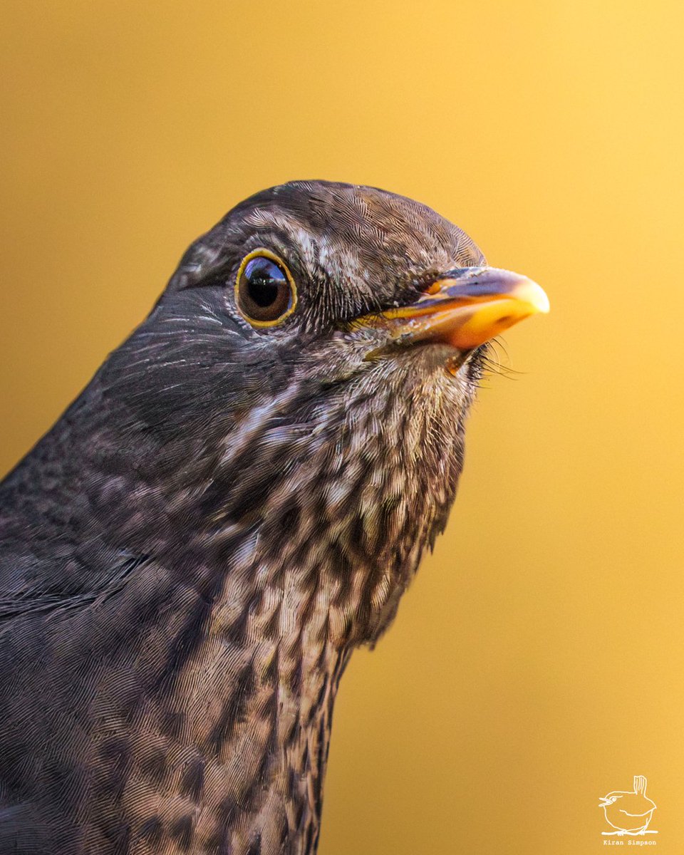 Kiran Simpson (@kiransimpson) on Twitter photo A friendly little blackbird hopped over to say hi today. Always love these curious encounters! π€ A friendly little blackbird hopped over to say hi today. Always love these curious encounters! π€