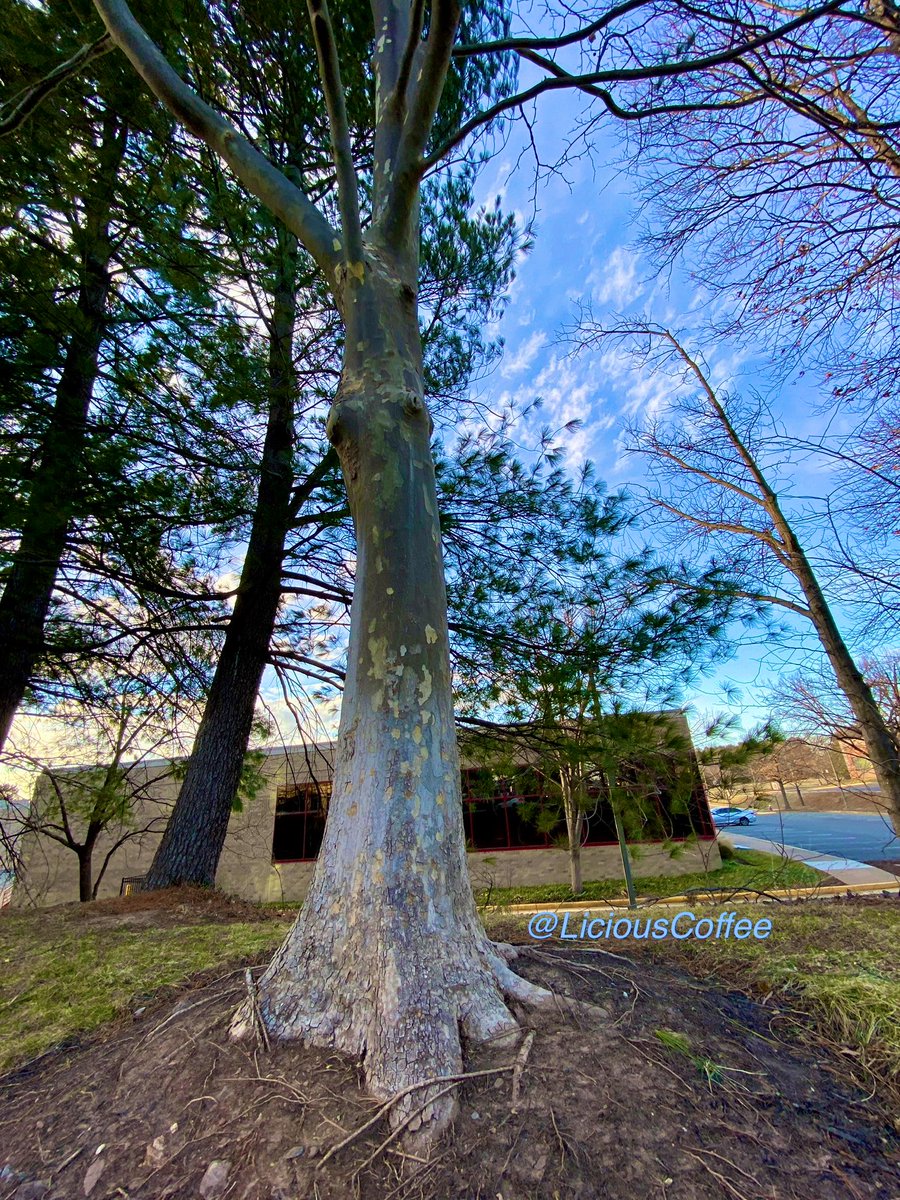 LiciousCoffee's tweet photo. It’s #Saturday & the #Tradition continues until *FOREVER
It’s Women’s History Month & I’m celebrating #AnitaBaker #Songstress today
😍Her artistry has been solidified—captured moments in time (of) Nature🌳some #Bakerisms
🥰My #tree interpretation For
#AnitaBakerSaturdays 👸🏽🙌🏽 https://t.co/gDEnRftPjd