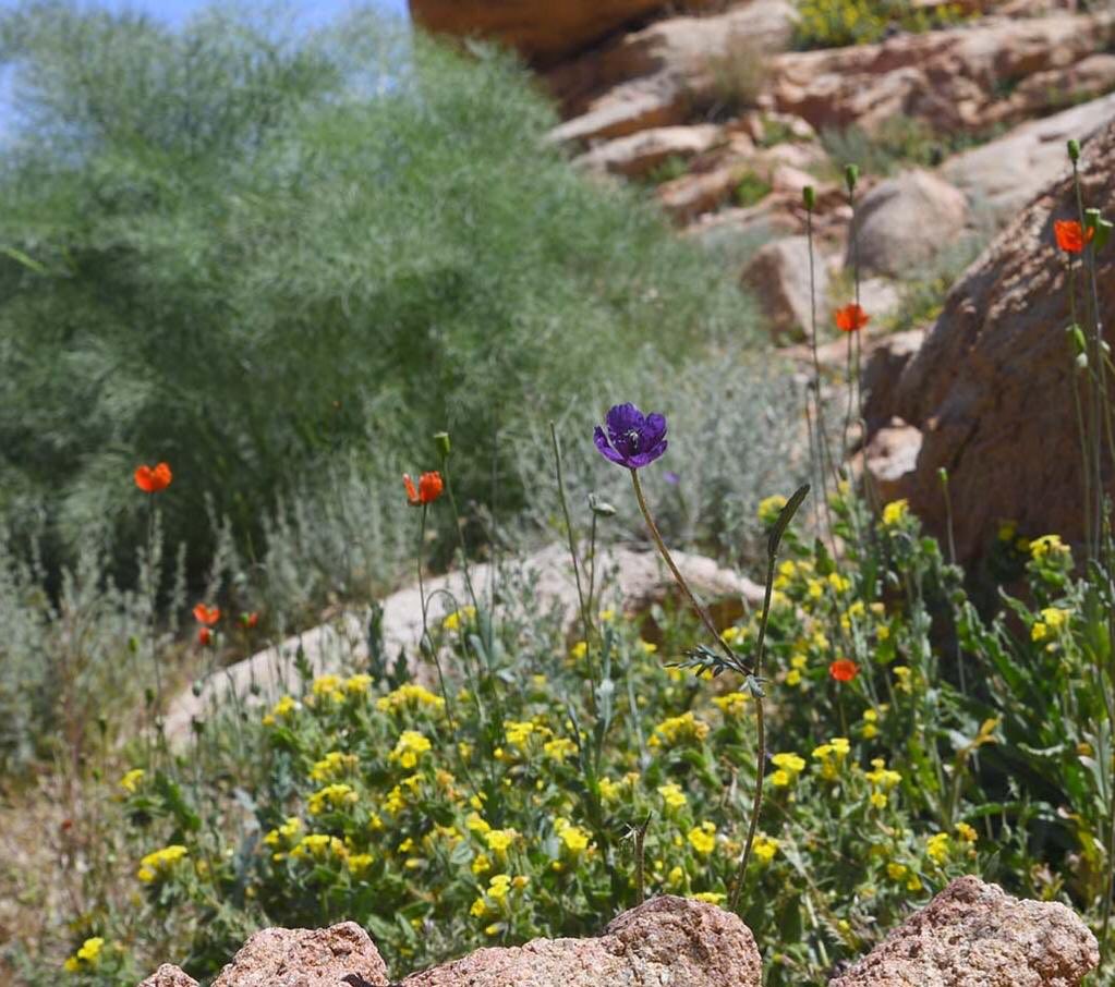 Env_life's tweet photo. صورة من البيئة الجبيلة في نيوم / نطاق مشروع تروجينا
#عدسة_الطبيعة
#اكتشف_نيوم #تبوك #تروجينا
#السعودية #نيوم #NEOM #DiscoverNEOM #Trojena https://t.co/jyDwqkKuRT