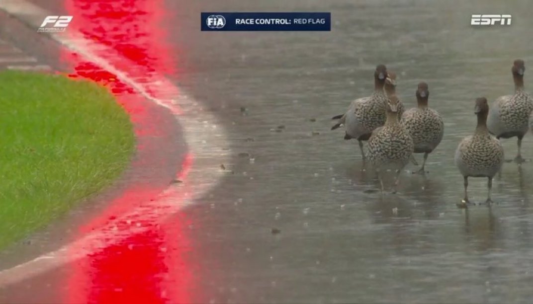 pato norris
cuack verstappen
charles lecuack
oscuack piastri