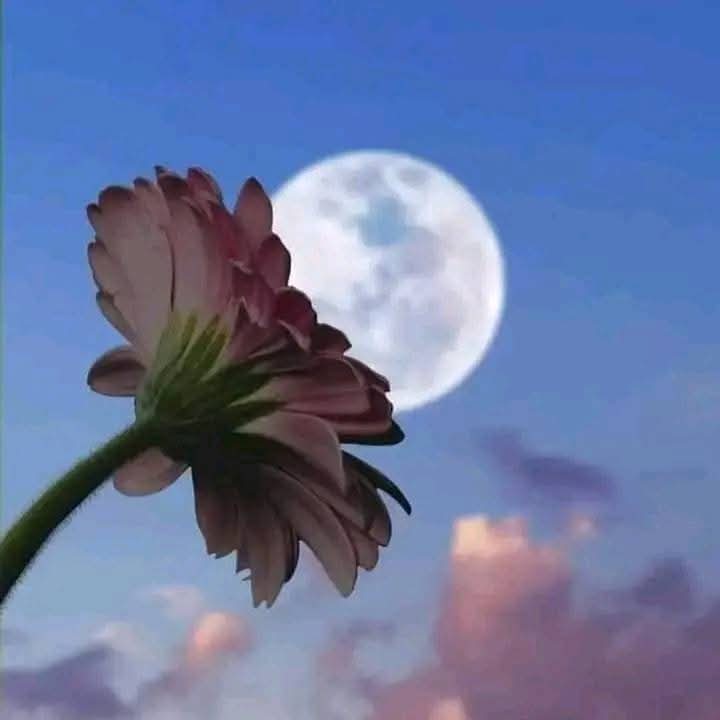 انا معكُ  ...

 كلمه بسيطة النطق …. قليلة الأحرف ..

   لكنها كفيله بازالة نصف هموم الحياة.