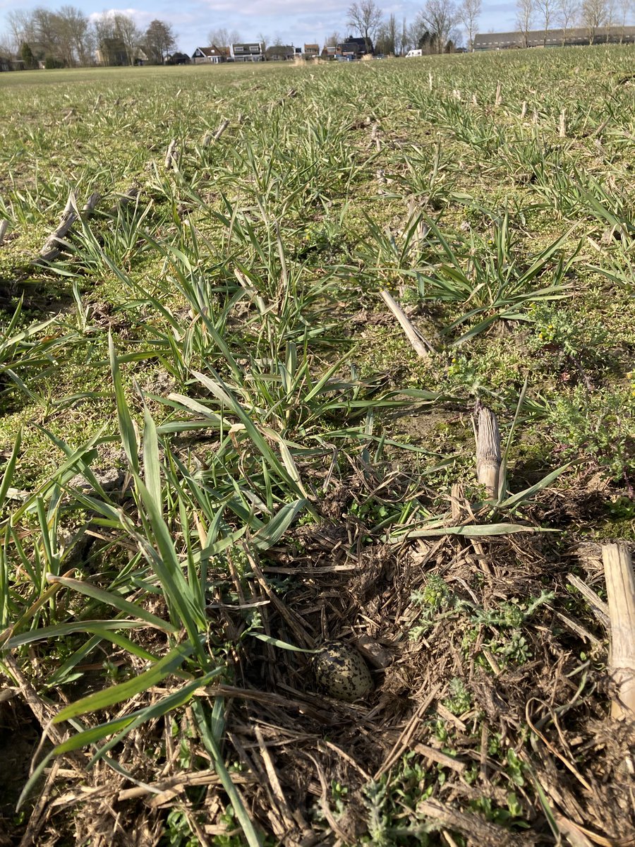 Jetze Genee tweet media