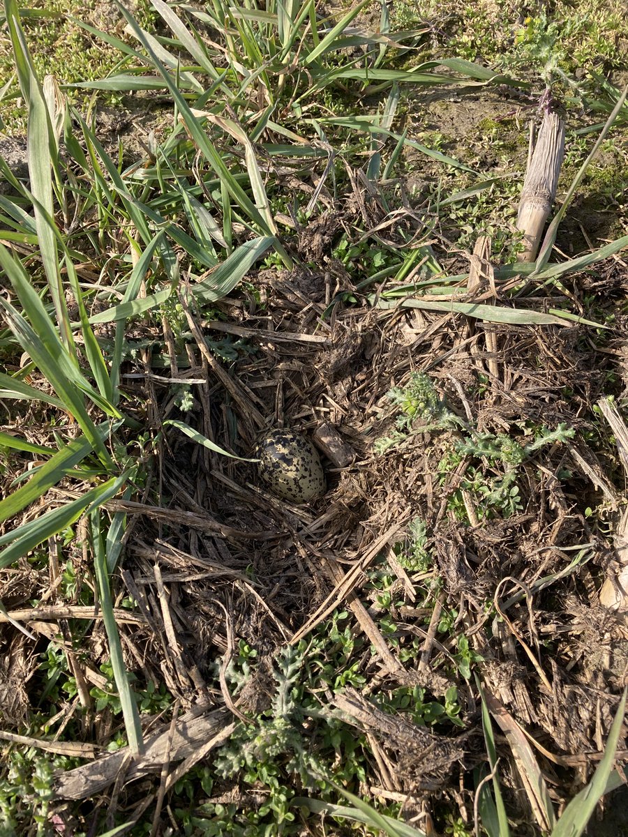 Jetze Genee tweet media