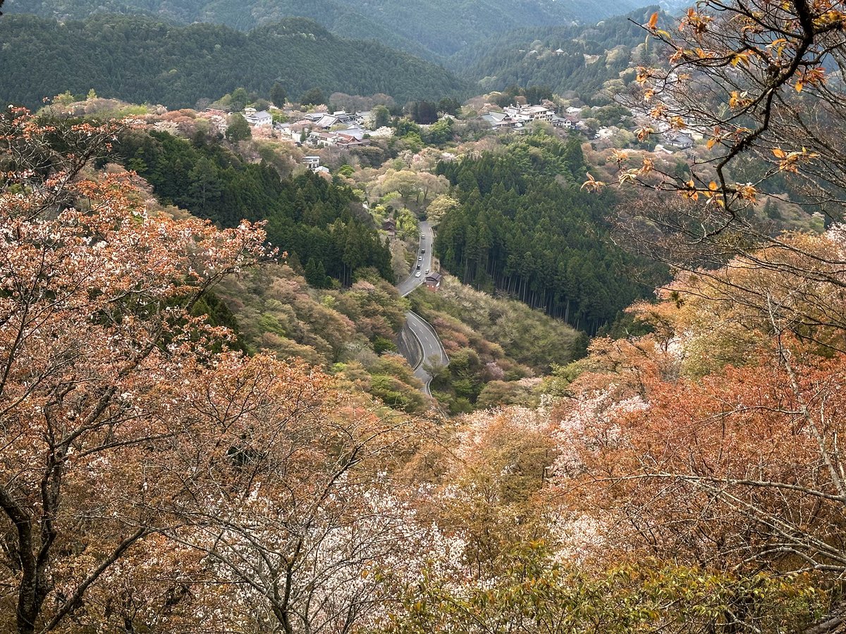 tomsamways's tweet photo. @RCederfjard From the side of Mount Yoshino nearing the end of the Sakura bloom 😍 https://t.co/f6Uis7vfjr