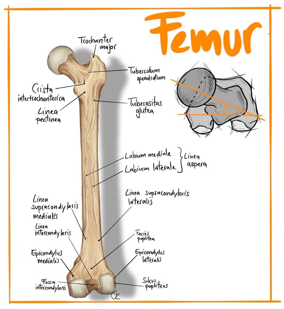 MoAImam's tweet image. The Femur