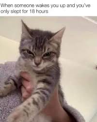 #cats #memes