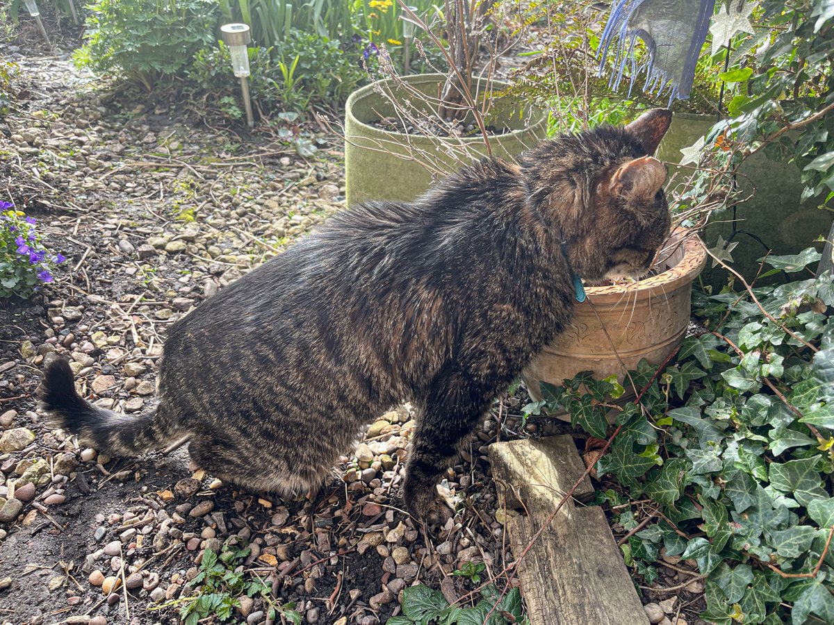 Bencat90866404's tweet image. That&apos;s another of the nip plants checked.
#catnip #Caturday 
🐾paw-waves🐾purrs😽&amp;amp; hugs🤗 for mews all💕
#CatsOnX #BeKindAlways #KindnessMatters❤️