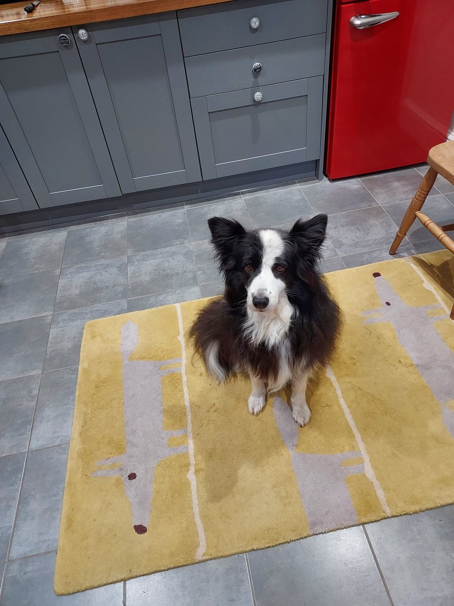 A fantastic week for team Mabel. We are joint winners of the national Scent Ops Gold Winter League. Yesterday a clean sweep and full marks gave us 2nd place on Scentwork UK L6. Today 1st place in Gold Scent Ops trial. What a little star.
I nearly retired her at the end of 2024!!!