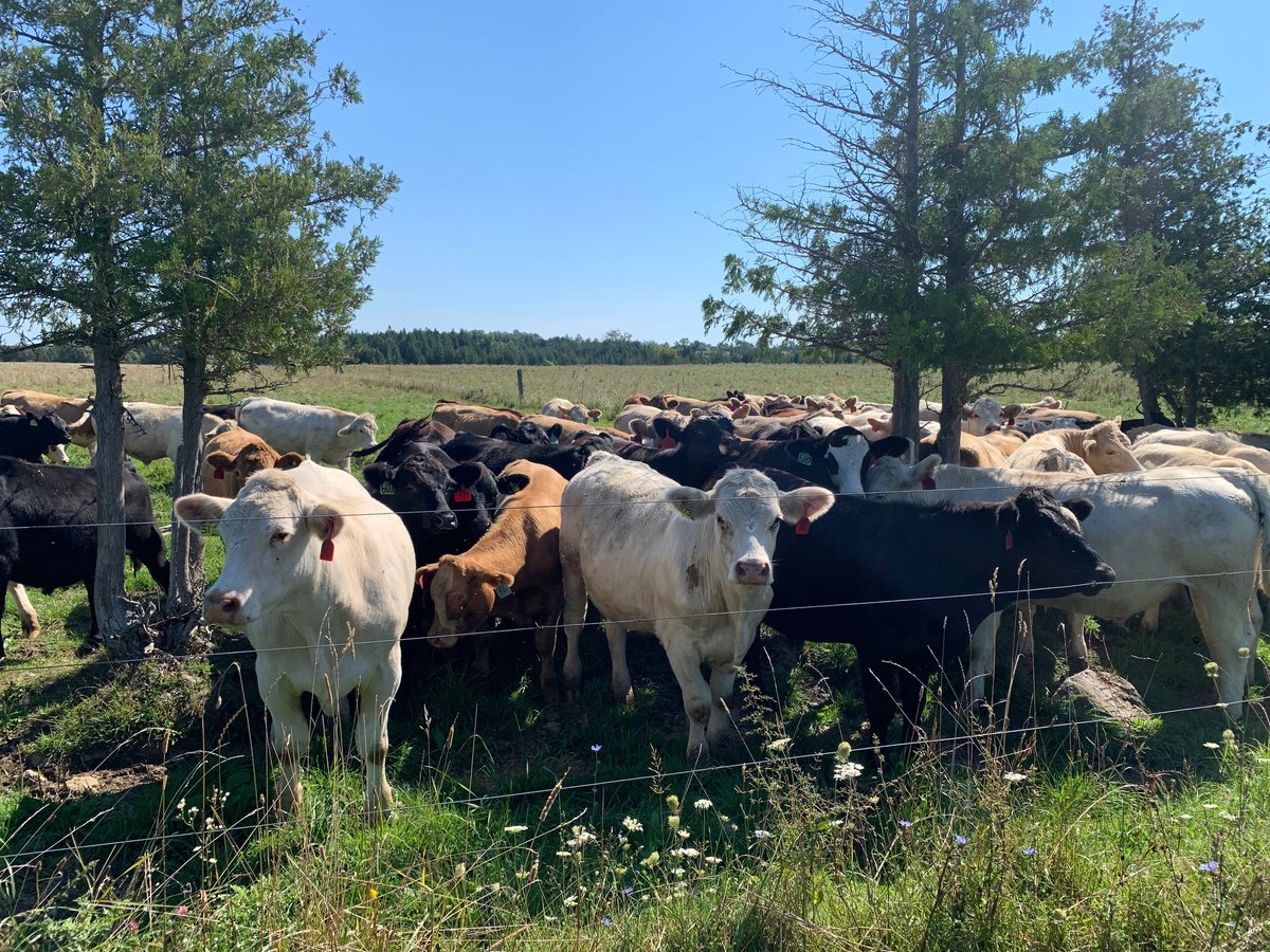 Wanted: Herdsperson, Victoria County Community Pasture.
Seasonal-full-time (April-Nov). VCCP a grassland range located in Kawartha Lakes  Ontario. The pasture provides grazing lands for approximately 1,400 beef cattle on 2,350 acres of grassland in the Glenarm area. DM me. #BEEF