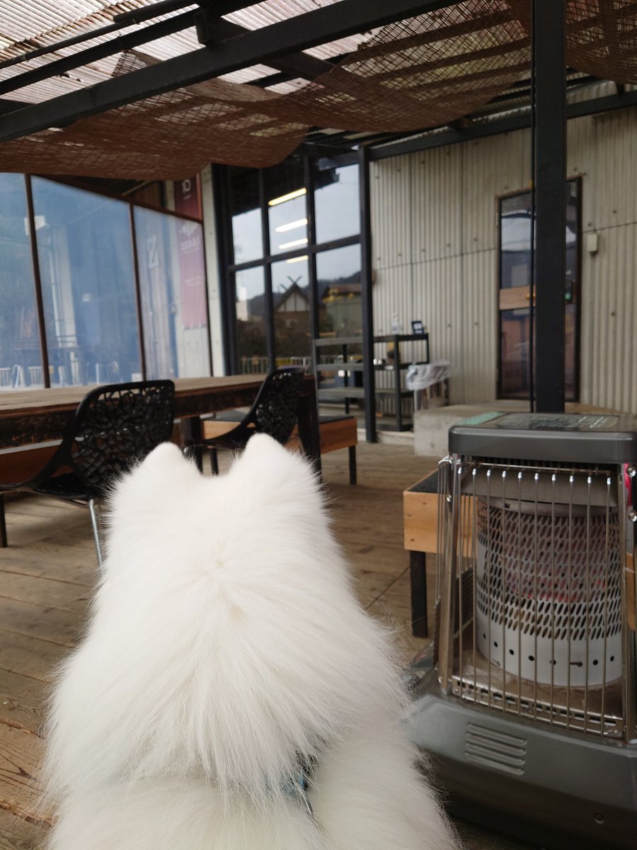 GONJABUROU's tweet photo. ZEBRACoffee🐻❄️
#サモエド
#samoyed
#るったん
#ZEBRACoffee https://t.co/jLGMt10OIo