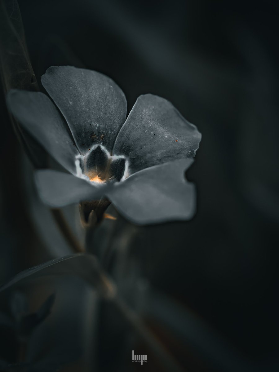 monkbonk's tweet image. Good Night #DarkEdition