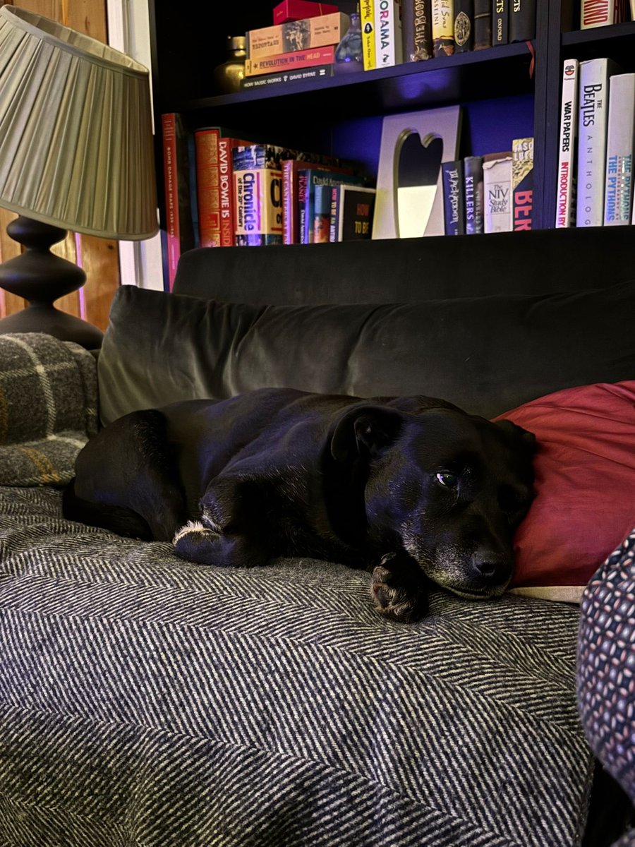 MartineBBC's tweet image. This weekend marks the 11th anniversary of Bo’s “gotcha day”. Couldn’t ask for a sweeter companion